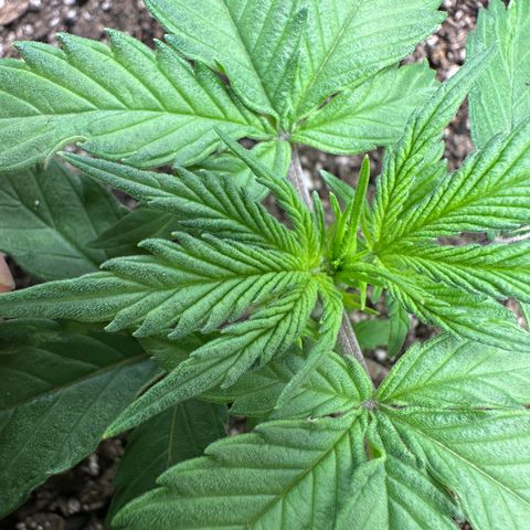 Hulkberry Auto (G) growlog timeline photo