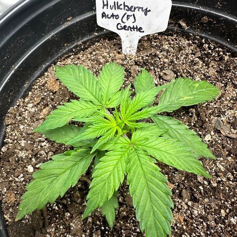 Hulkberry Auto (G) growlog timeline photo