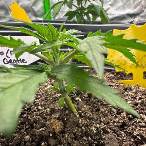 Hulkberry Auto (G) growlog timeline photo