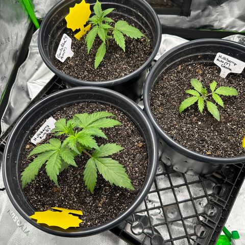 Hulkberry Auto (G) growlog timeline photo