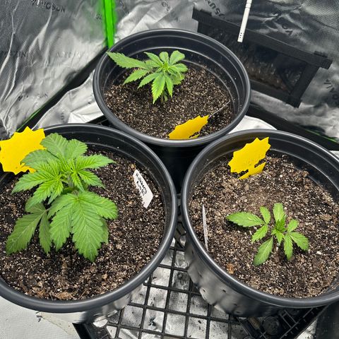 Hulkberry Auto (G) growlog timeline photo