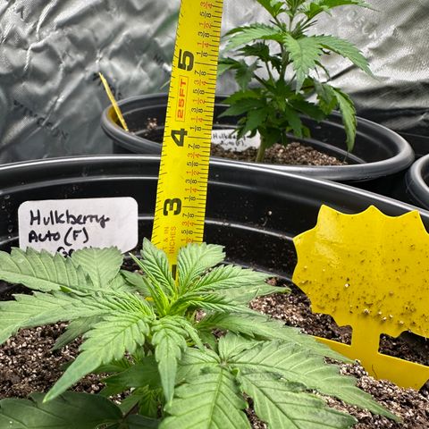 Hulkberry Auto (G) growlog timeline photo