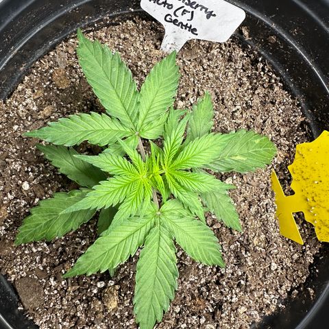 Hulkberry Auto (G) growlog timeline photo