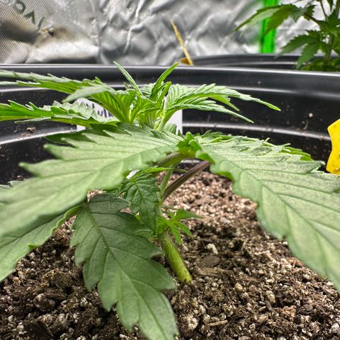 Hulkberry Auto (G) growlog timeline photo