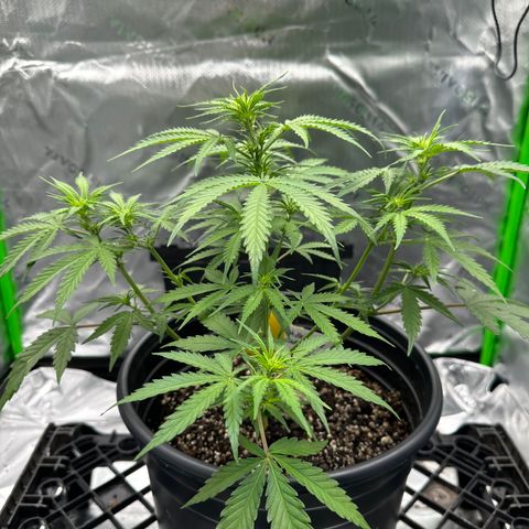 Hulkberry Auto (G) growlog timeline photo