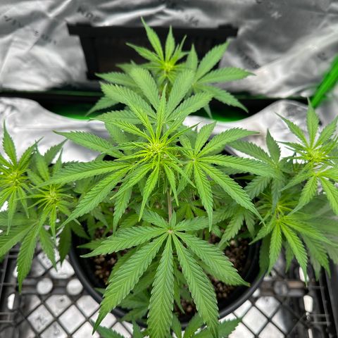 Hulkberry Auto (G) growlog timeline photo