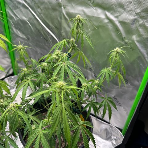 Hulkberry Auto (G) growlog timeline photo