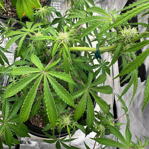 Hulkberry Auto (G) growlog timeline photo