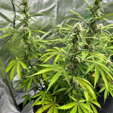 Hulkberry Auto (G) growlog timeline photo