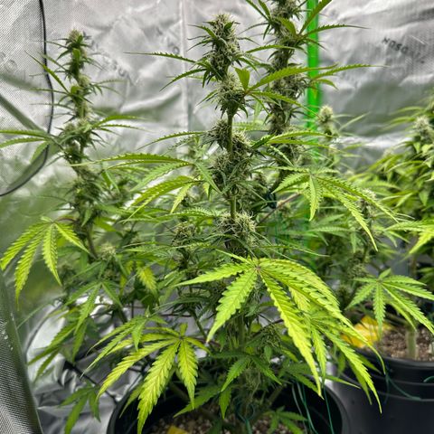 Hulkberry Auto (G) growlog timeline photo