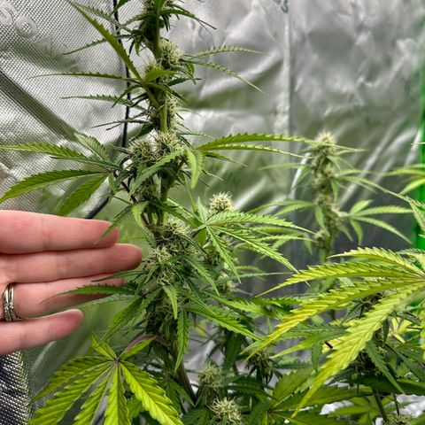 Hulkberry Auto (G) growlog timeline photo