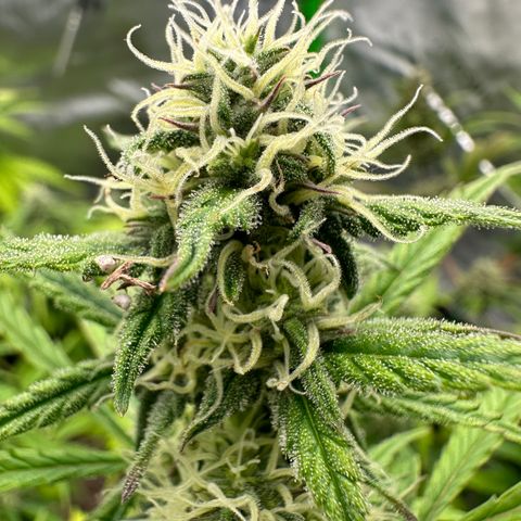 Hulkberry Auto (G) growlog timeline photo
