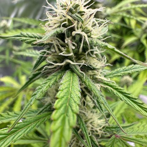 Hulkberry Auto (G) growlog timeline photo