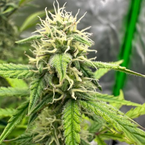 Hulkberry Auto (G) growlog timeline photo