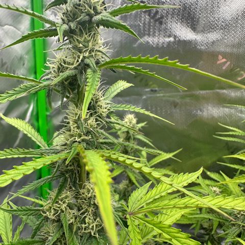 Hulkberry Auto (G) growlog timeline photo