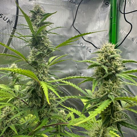 Hulkberry Auto (G) growlog timeline photo