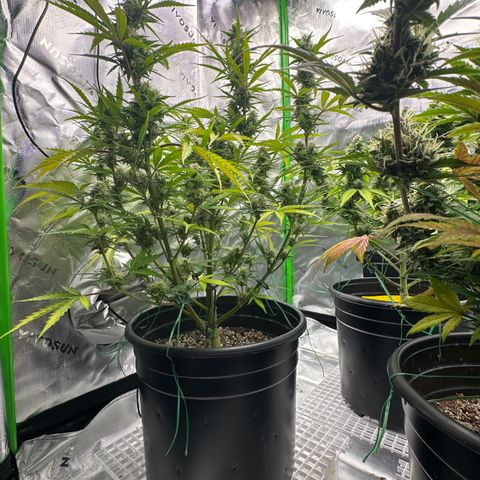 Hulkberry Auto (G) growlog timeline photo