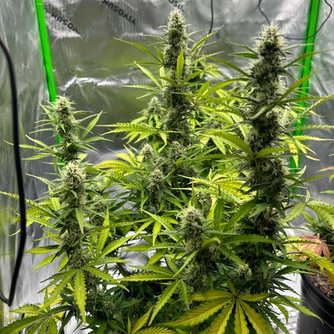 Hulkberry Auto (G) growlog timeline photo