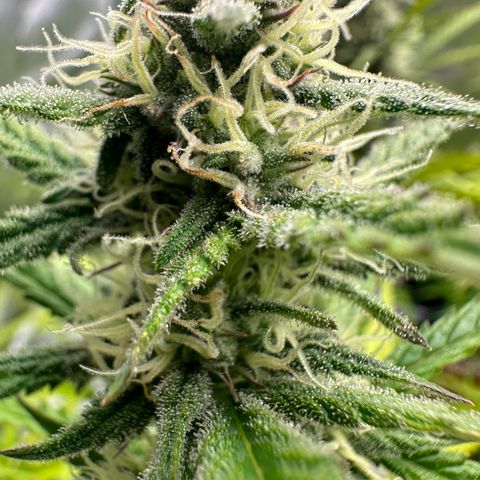 Hulkberry Auto (G) growlog timeline photo