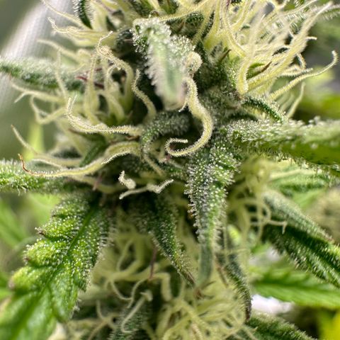 Hulkberry Auto (G) growlog timeline photo