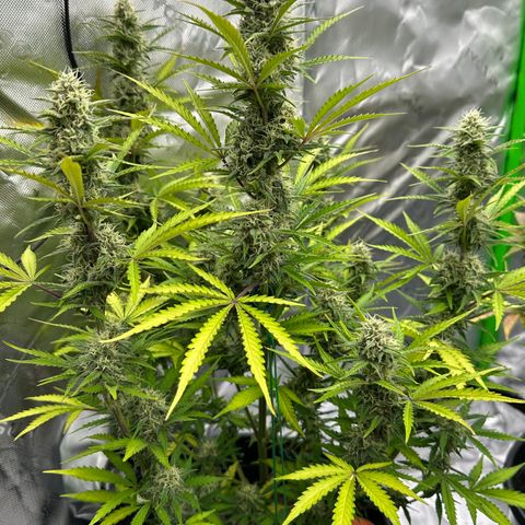 Hulkberry Auto (G) growlog timeline photo