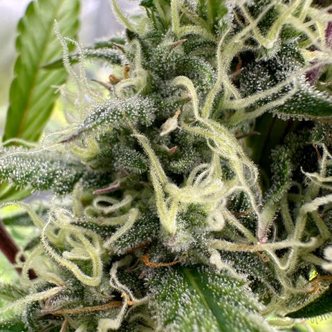 Hulkberry Auto (G) growlog timeline photo