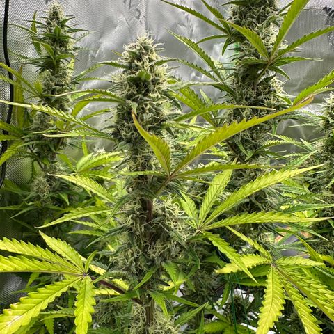 Hulkberry Auto (G) growlog timeline photo