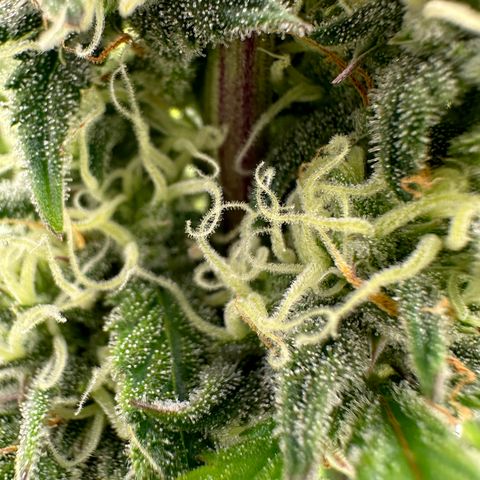 Hulkberry Auto (G) growlog timeline photo