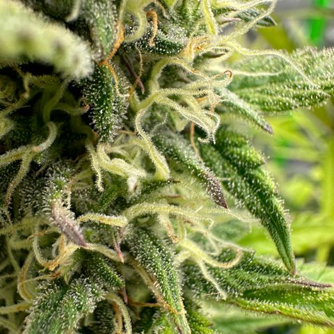 Hulkberry Auto (G) growlog timeline photo