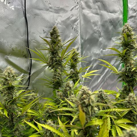 Hulkberry Auto (G) growlog timeline photo