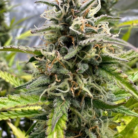 Hulkberry Auto (G) growlog timeline photo