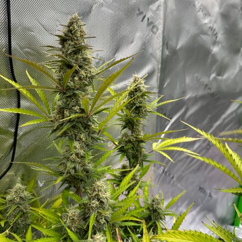 Hulkberry Auto (G) growlog timeline photo