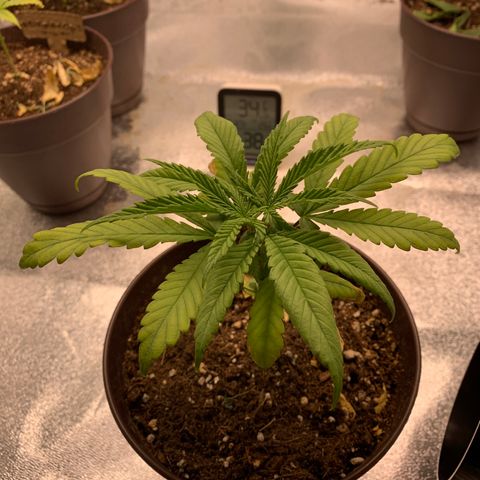 Northern 1 growlog timeline photo