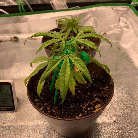Northern 1 growlog timeline photo