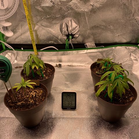 Northern 1 growlog timeline photo
