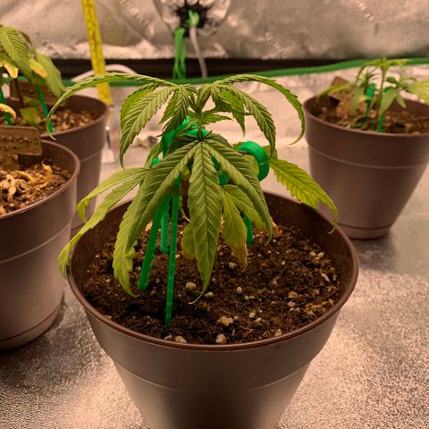 Northern 1 growlog timeline photo