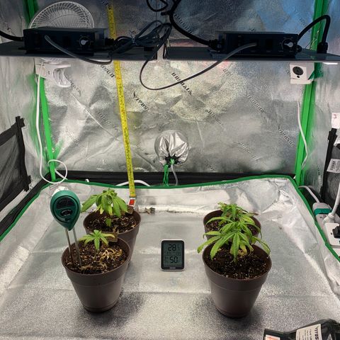 Northern 1 growlog photo: Moví el ventilador más arriba
RH 50
