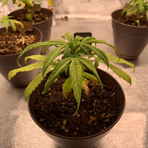 Northern 1 growlog timeline photo