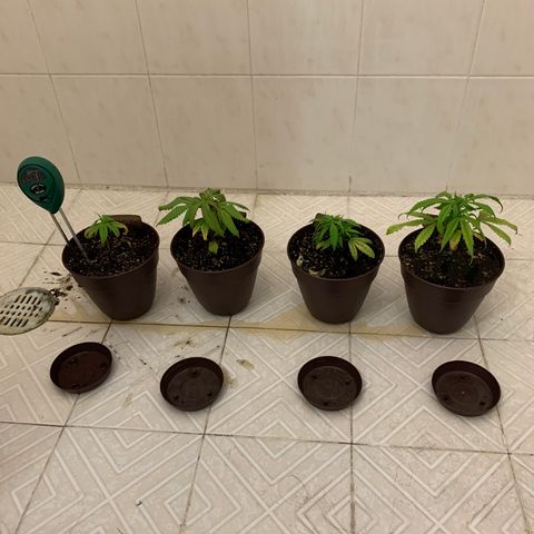 Northern 1 growlog photo: Lavado de raíz 