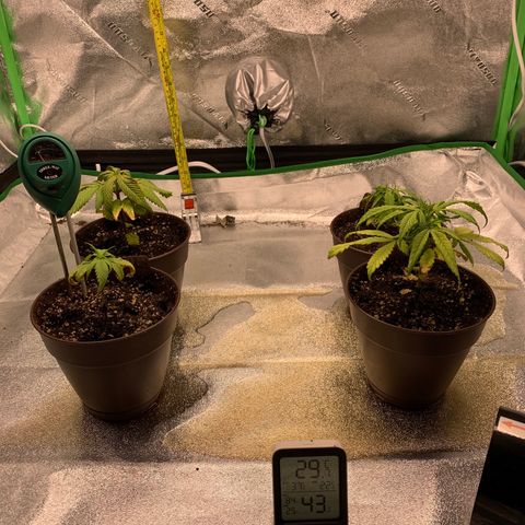 Northern 1 growlog photo: Después del lavado de raíz 