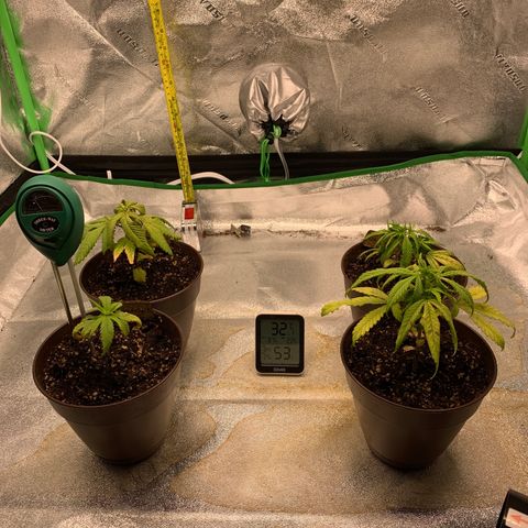 Northern 1 growlog photo: Dia después del flush de raiz
