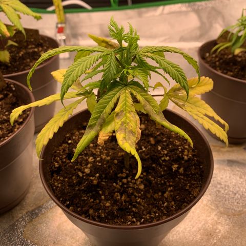 Northern 1 growlog timeline photo