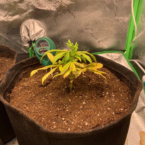 Northern 1 growlog photo: Transplante