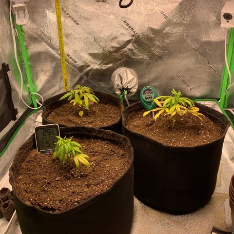 Northern 1 growlog photo: Transplante