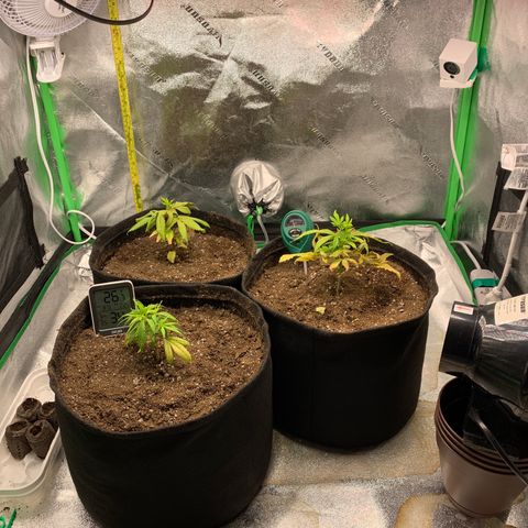 Northern 1 growlog timeline photo