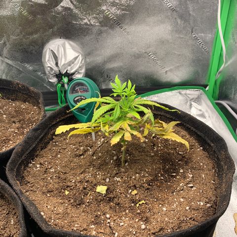 Northern 1 growlog timeline photo