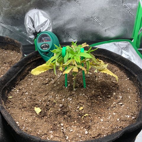 Northern 1 growlog photo: LST 