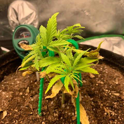 Northern 1 growlog timeline photo