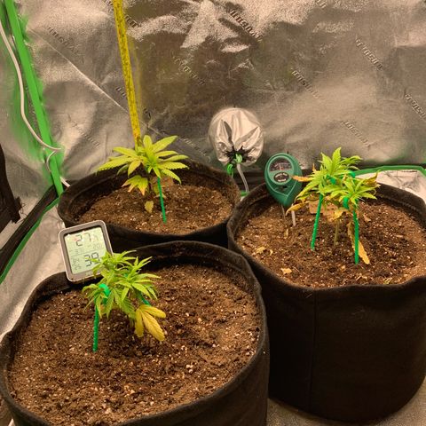 Northern 1 growlog timeline photo