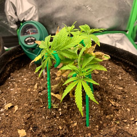Northern 1 growlog timeline photo